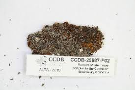 Attēlu rezultāti vaicājumam “Didymodon rigidulus”