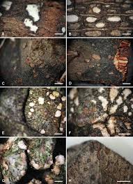 Attēlu rezultāti vaicājumam “Propolis farinosa”