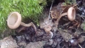 Attēlu rezultāti vaicājumam “Ciboria amentacea”