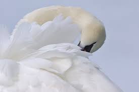 Attēlu rezultāti vaicājumam “Cygnus olor”