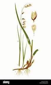 Attēlu rezultāti vaicājumam “Melica nutans flower”