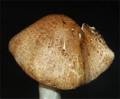 Attēlu rezultāti vaicājumam “Lepiota aspera”