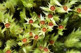 Attēlu rezultāti vaicājumam “Philonotis fontana”