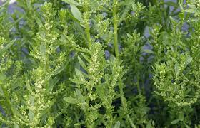 Image result for Chenopodium ambrosioides