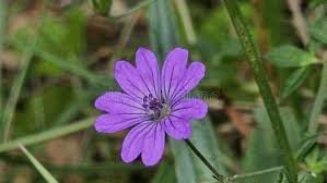 Attēlu rezultāti vaicājumam “Geranium pyrenaicum leaf”