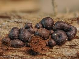 Attēlu rezultāti vaicājumam “Enteridium corticatum sessile”