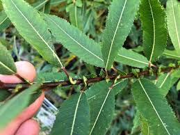 Attēlu rezultāti vaicājumam “Salix triandra leaf”