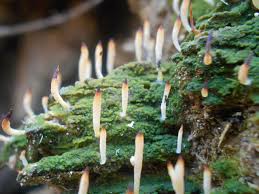 Attēlu rezultāti vaicājumam “Multiclavula mucida”