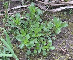 Attēlu rezultāti vaicājumam “Leucanthemum vulgare leaf”
