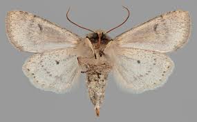 Attēlu rezultāti vaicājumam “Orthosia cruda”