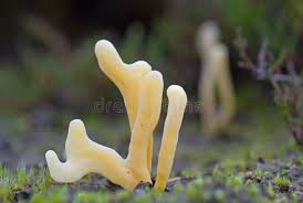 Attēlu rezultāti vaicājumam “Clavaria argillacea”