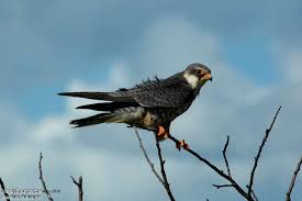 Image result for Falco amurensis