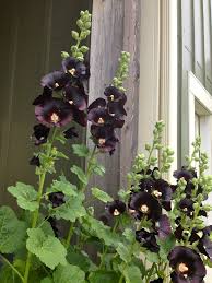 Image result for Alcea rosea nigra