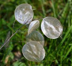 Image result for Lunaria annua