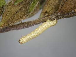 Attēlu rezultāti vaicājumam “Perizoma bifaciata”