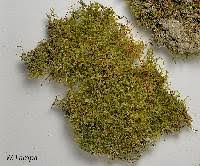 Attēlu rezultāti vaicājumam “Campylium chrysophyllum”