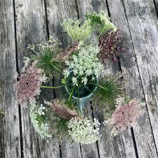 Attēlu rezultāti vaicājumam “Daucus carota subsp. carota flower”