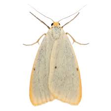 Attēlu rezultāti vaicājumam “Cybosia mesomella”