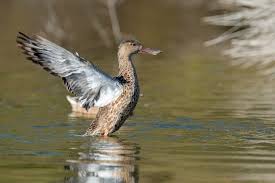 Attēlu rezultāti vaicājumam “Anas clypeata”