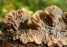 Attēlu rezultāti vaicājumam “Auricularia mesenterica”