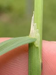 Attēlu rezultāti vaicājumam “Poa trivialis leaf”