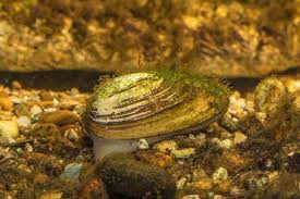 Attēlu rezultāti vaicājumam “Unio crassus”