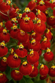 Image result for Calceolaria