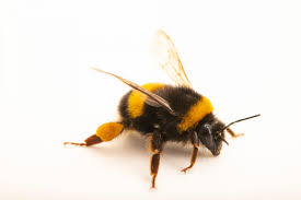 Attēlu rezultāti vaicājumam “Bombus terrestris”