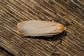 Attēlu rezultāti vaicājumam “Eilema depressa imago”