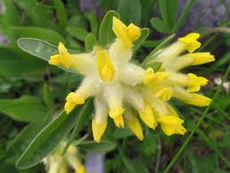 Attēlu rezultāti vaicājumam “Anthyllis maritima bud”