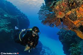 Resultado de imagen para cozumel dive