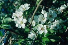 Attēlu rezultāti vaicājumam “Pyrus pyraster leaf”