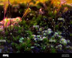 Attēlu rezultāti vaicājumam “Drosera anglica leaf”