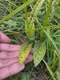 Attēlu rezultāti vaicājumam “Dactylorhiza maculata leaf”