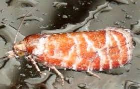 Attēlu rezultāti vaicājumam “Rhyacionia pinicolana”