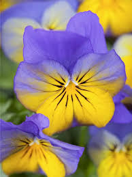 Image result for Hornveilchen