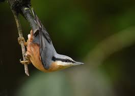 Image result for Sitta europaea