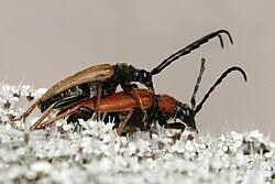 Attēlu rezultāti vaicājumam “Leptura rubra”