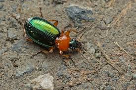 Attēlu rezultāti vaicājumam “Lebia chlorocephala”