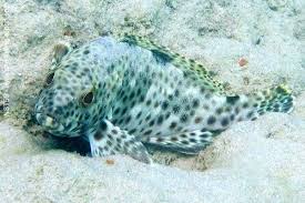Image result for Epinephelus adscensionis