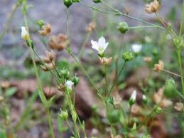 Attēlu rezultāti vaicājumam “Linum catharticum flower”