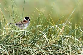 Attēlu rezultāti vaicājumam “Emberiza schoeniclus nest”