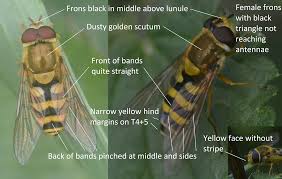 Attēlu rezultāti vaicājumam “Syrphus sp. imago”