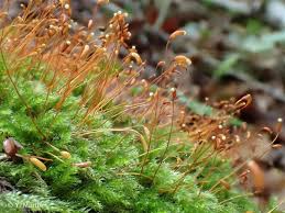 Attēlu rezultāti vaicājumam “Herzogiella seligeri”