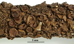 Attēlu rezultāti vaicājumam “Melanohalea olivacea”