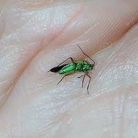 Attēlu rezultāti vaicājumam “Stenotus binotatus male”