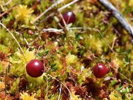 Attēlu rezultāti vaicājumam “Oxycoccus fruit”