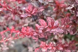 Attēlu rezultāti vaicājumam “Berberis thunbergii flower”