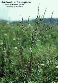 Attēlu rezultāti vaicājumam “Ambrosia artemisiifolia”