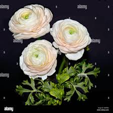 Attēlu rezultāti vaicājumam “Ranunculus elatior leaf”